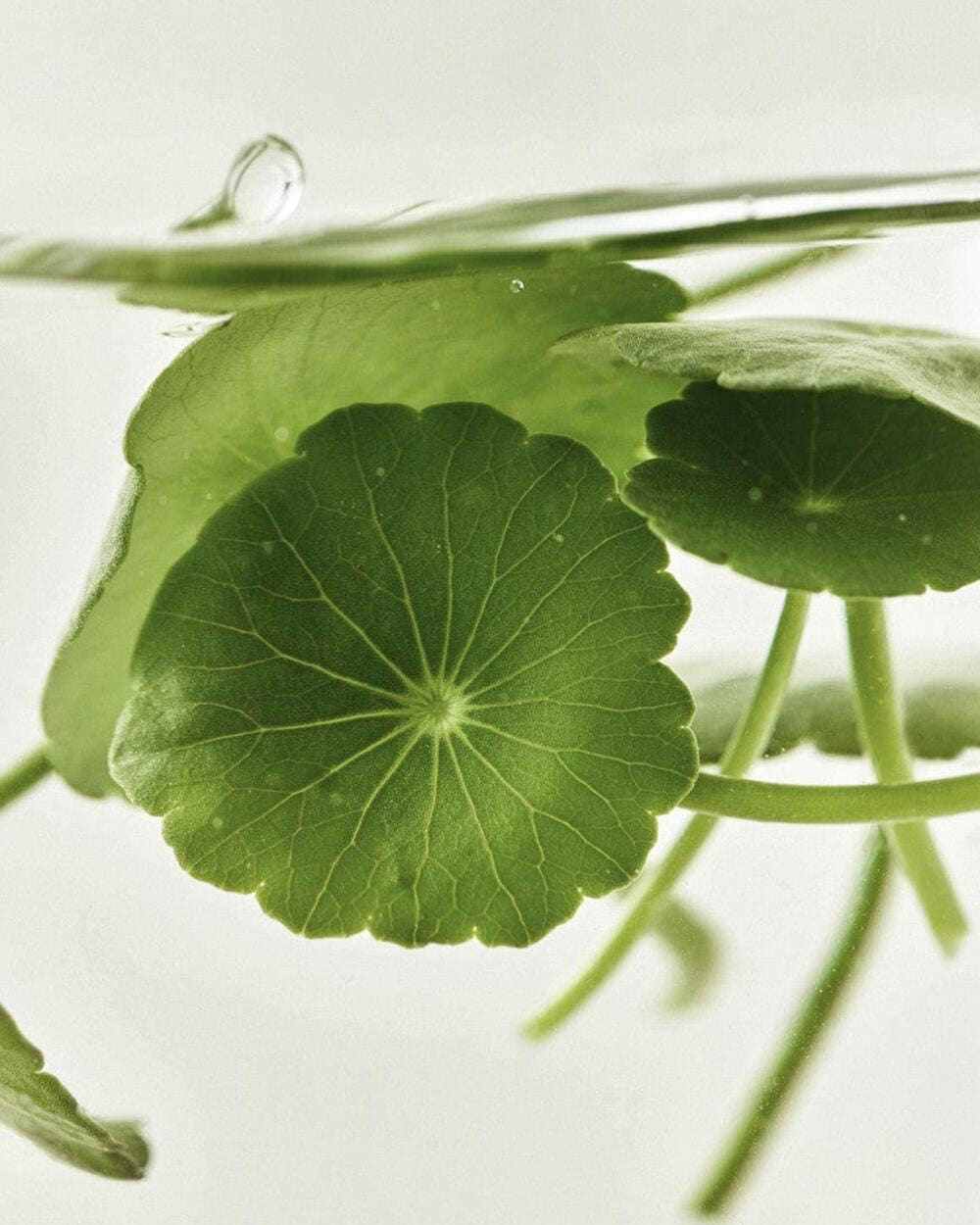 Centella Asiatica Calming Mask 25ml X 10ea, Beauty of Joseon Beauty of Joseon Sheet Mask